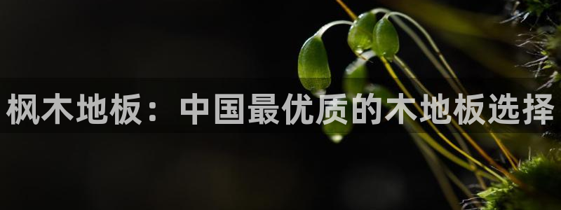 ug环球官网登录入口：枫木地板：中国最优质的木地板选择